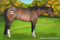 Horse Color:Bay Rabicano 