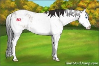 Horse Color:Brown Sabino Splash 