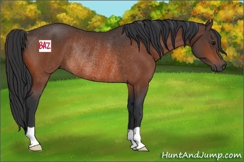 Horse Color:Bay Rabicano 