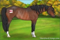 Horse Color:Bay Rabicano 