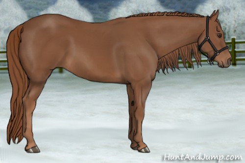 Horse Color:Chestnut 
