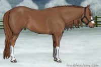 Horse Color:Chestnut 