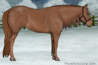 Horse Color:Chestnut 