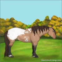 Horse Color:Bay Dun Sabino Appaloosa 