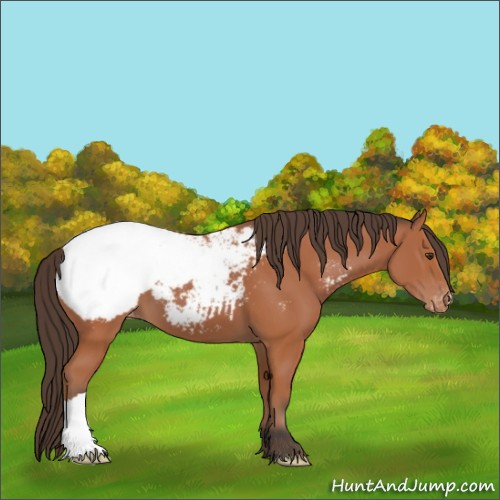 Horse Color:Bay Appaloosa 