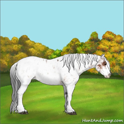 Horse Color:Bay Sabino Appaloosa