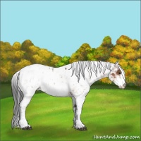 Horse Color:Bay Sabino Appaloosa 