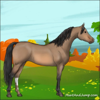 Horse Color:Bay Dun
