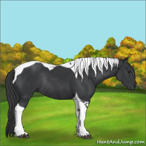 Horse Color:Black Tobiano Rabicano 