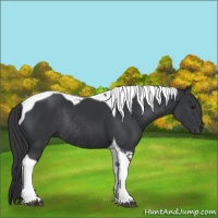 Horse Color:Black Tobiano Rabicano 