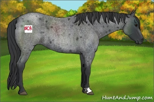 Horse Color:Blue Roan 