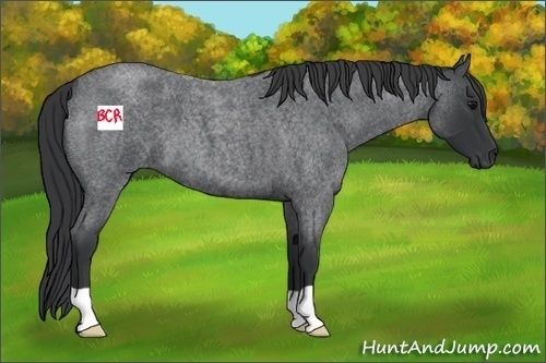 Horse Color:Blue Roan 