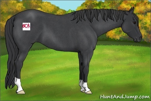 Horse Color:Blue Roan 