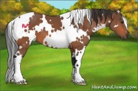 Horse Color:White Spotted Bay 