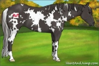 Horse Color:White Spotted Smoky Black