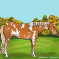 Horse Color:White Spotted Palomino 