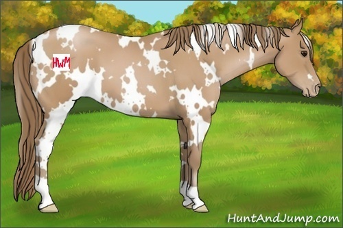 Horse Color:White Spotted Black Pearl