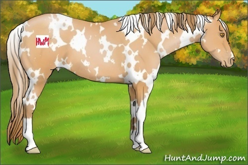 Horse Color:White Spotted Bay Pearl 