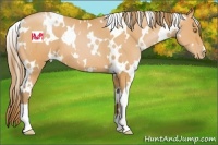 Horse Color:White Spotted Bay Pearl