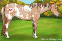 Horse Color:White Spotted Bay Pearl