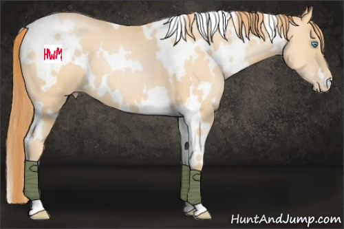 Horse Color:White Spotted Buckskin Pearl 