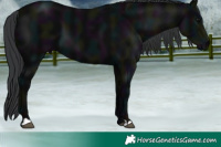 Horse Color:Midnight Black 
