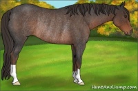 Horse Color:Liver Red Roan Rabicano 
