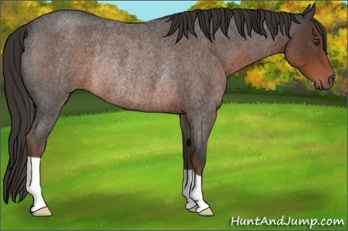 Horse Color:Liver Red Roan Rabicano 