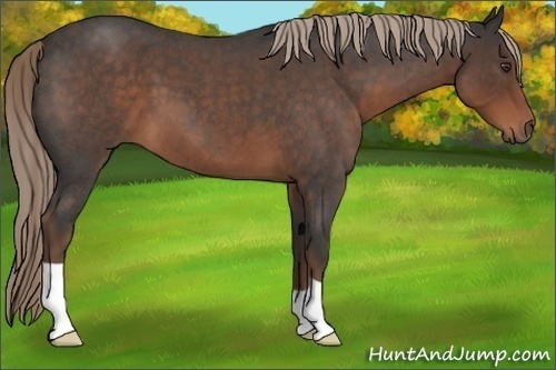 Horse Color:Liver Red Roan 