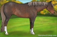 Horse Color:Liver Red Roan 