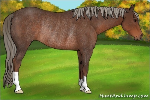 Horse Color:Liver Chestnut Rabicano 