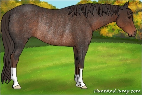 Horse Color:Liver Chestnut Rabicano 