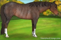 Horse Color:Liver Chestnut Rabicano