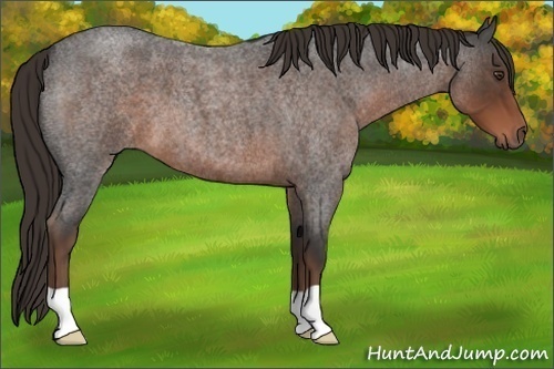 Horse Color:Liver Red Roan 