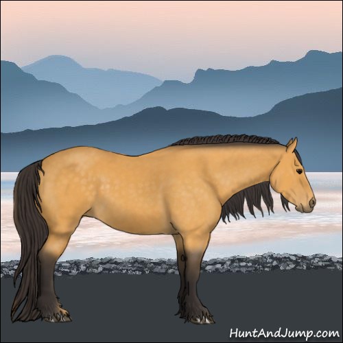 Horse Color:Buckskin 