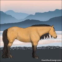 Horse Color:Buckskin 