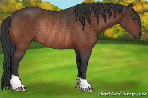 Horse Color:Bay Rabicano 