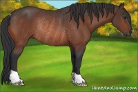 Horse Color:Bay Rabicano 