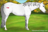 Horse Color:Gray Black 