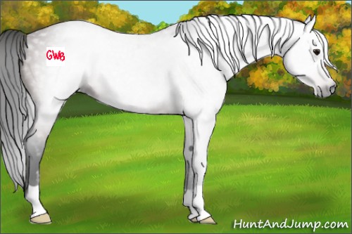 Horse Color:Gray Bay 