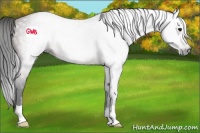 Horse Color:Gray Bay 