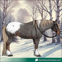 Horse Color:Liver Chestnut Tobiano Appaloosa 