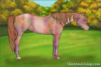Horse Color:Nacre Gold Champagne 
