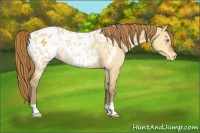 Horse Color:Amber Cream Champagne Dun Appaloosa 
