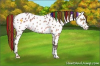 Horse Color:Painted Sable Champagne Appaloosa 