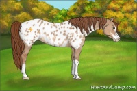 Horse Color:Red Dun Sabino Appaloosa 