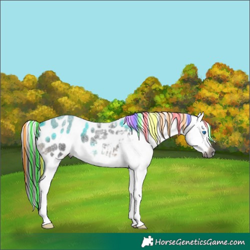 Horse Color:Gray Painted Liver Red Roan Splash Appaloosa 
