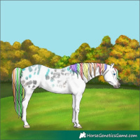 Horse Color:Gray Painted Liver Red Roan Splash Appaloosa 