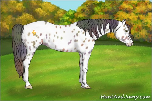 Horse Color:Nacre Sable Champagne Appaloosa 