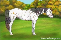 Horse Color:Nacre Sable Champagne Appaloosa 